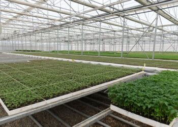 Түркістан: жыл басынан бері 170 млрд.тг. ауыл шаруашылығы өнімі өндірілді