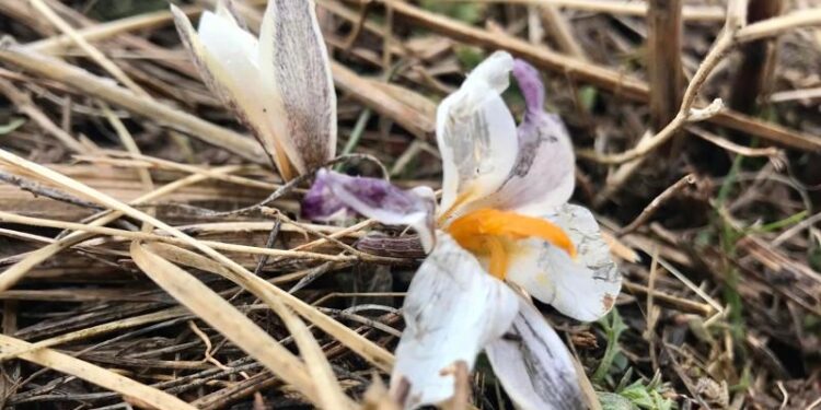 Түркістан облысында бәйшешек бүр жарды