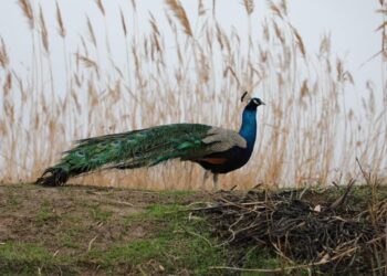 Сарыағаш ауданында тауыс құсы өсірілуде