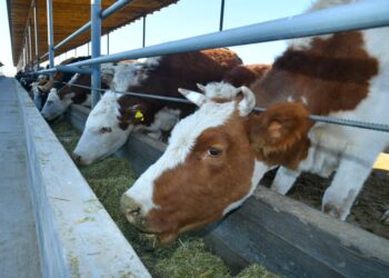 Сауран ауданында ірі қара мал басы артты