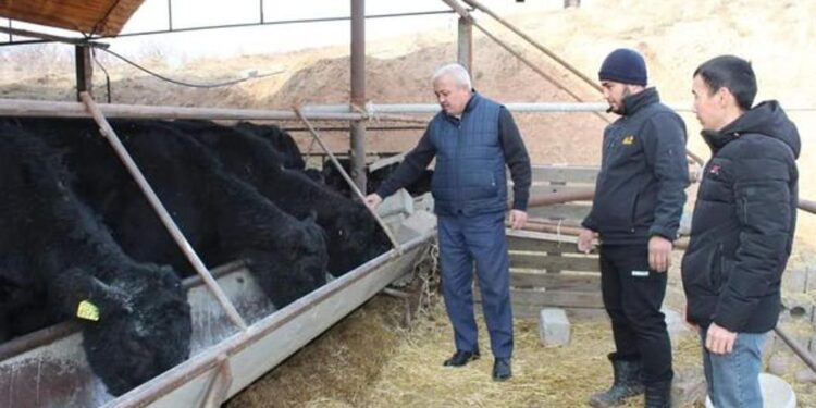 Түркістан: Сарыағашта ірі қара мал басы артты