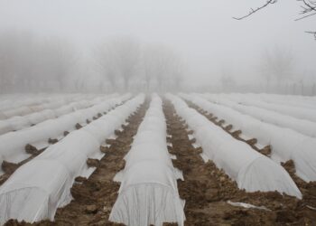 Мақтааралда тұрғындар үй іргелік жерден 2-3 миллион теңге көлемінде пайда тапқан