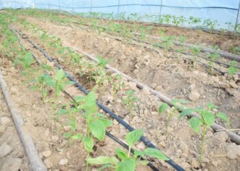 Отырарлық диқан болгар бұрышын өсіруді қолға алды