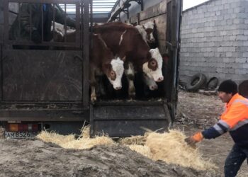 Кентаулық келіншек мемлекеттік бағдарлама арқылы  шаруашылығын дамытып отыр