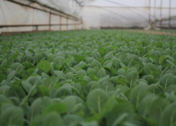 Мақтааралда «Сартаев» жылыжайы жылына 3 миллион дана көшет өндіреді