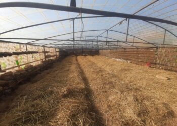 Жылыжай ашқан келестік кәсіпкер үй салып, несиесінен құтылған