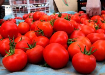 Қарнақта «бір алқаптан 2-3 өнім алу» жобасын іске асырғандар көбейді