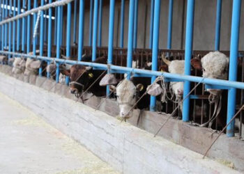 Сарыағашта мал бордақылау алаңдары көбейіп келеді