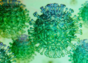 Шымкент жасыл аймақта