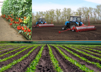 Шымкент көктемгі егін жұмыстарына дайын