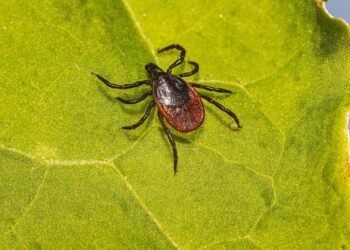 Шымкентте кенелерге қарсы өңдеу жұмыстары басталды