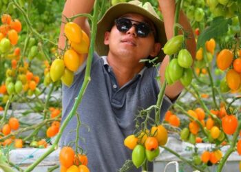 Шымкентте жылыжай кәсібі дамуда