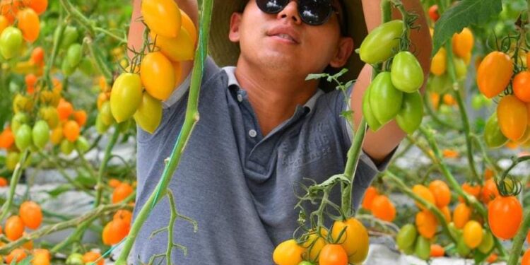 Шымкентте жылыжай кәсібі дамуда