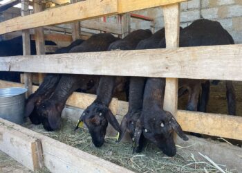 Грант алып қой шаруашылығын қолға алды