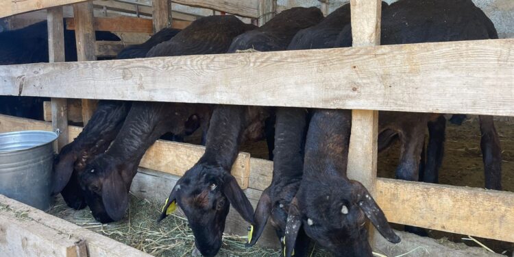 Грант алып қой шаруашылығын қолға алды