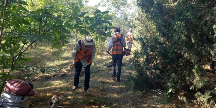 Дендросаябақтығы өрттен ағаштарға зақым келген жоқ