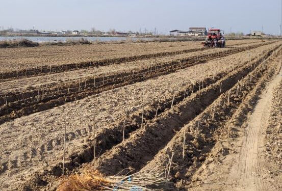 ТҮРКІСТАН: 85 мың түп ағаш көшеті жеткізілді