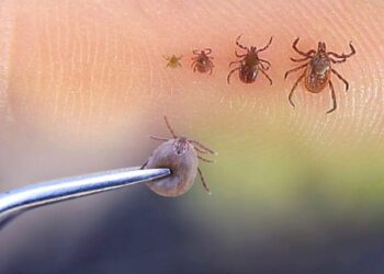 ТҮРКІСТАН ТӨҢІРЕГІНДЕ 9 ТҰРҒЫНЫНАН КОНГО-ҚЫРЫМ ҚАНДЫ БЕЗГЕГІ ТАБЫЛДЫ