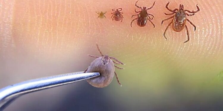 ТҮРКІСТАН ТӨҢІРЕГІНДЕ 9 ТҰРҒЫНЫНАН КОНГО-ҚЫРЫМ ҚАНДЫ БЕЗГЕГІ ТАБЫЛДЫ