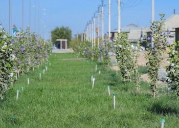 Түркістан облысы көшет өндіруден де көш бастады.