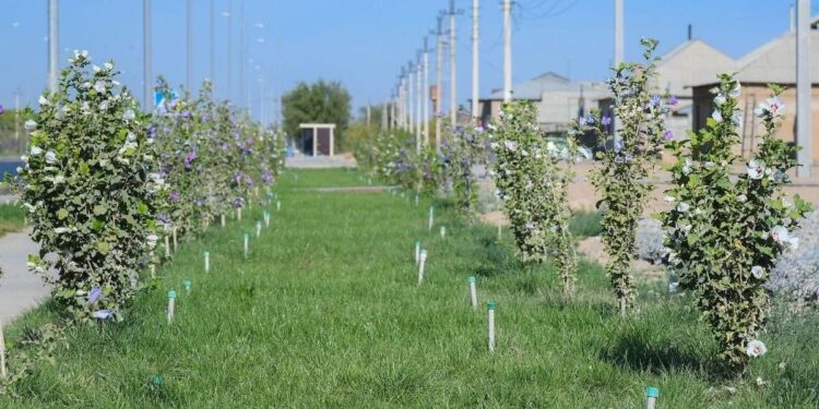 Түркістан облысы көшет өндіруден де көш бастады.